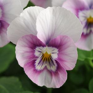 VIOLA SORBET PINK HALO