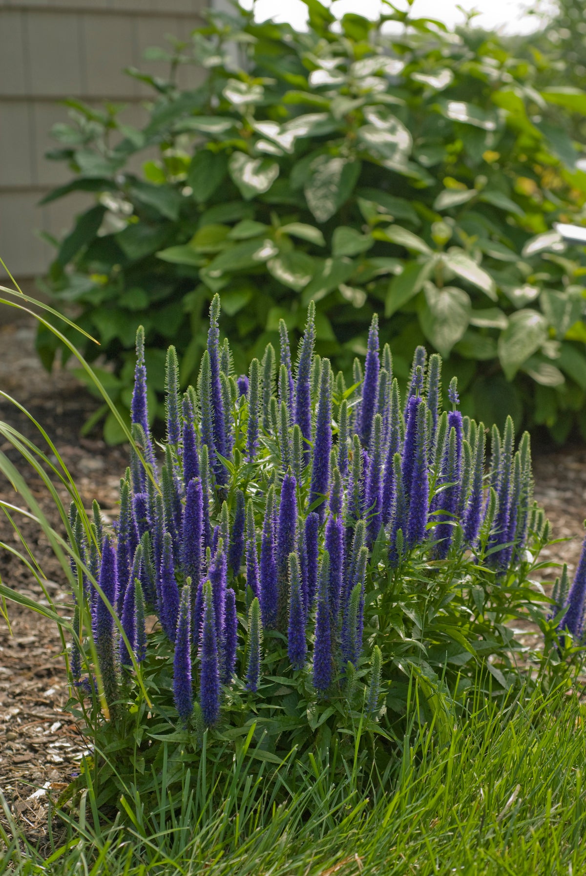 Veronica 'Royal Candles'
