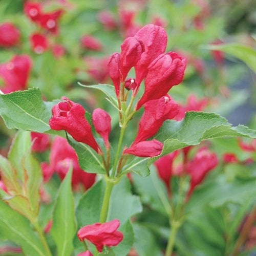 Weigela 'Red Reblooming'