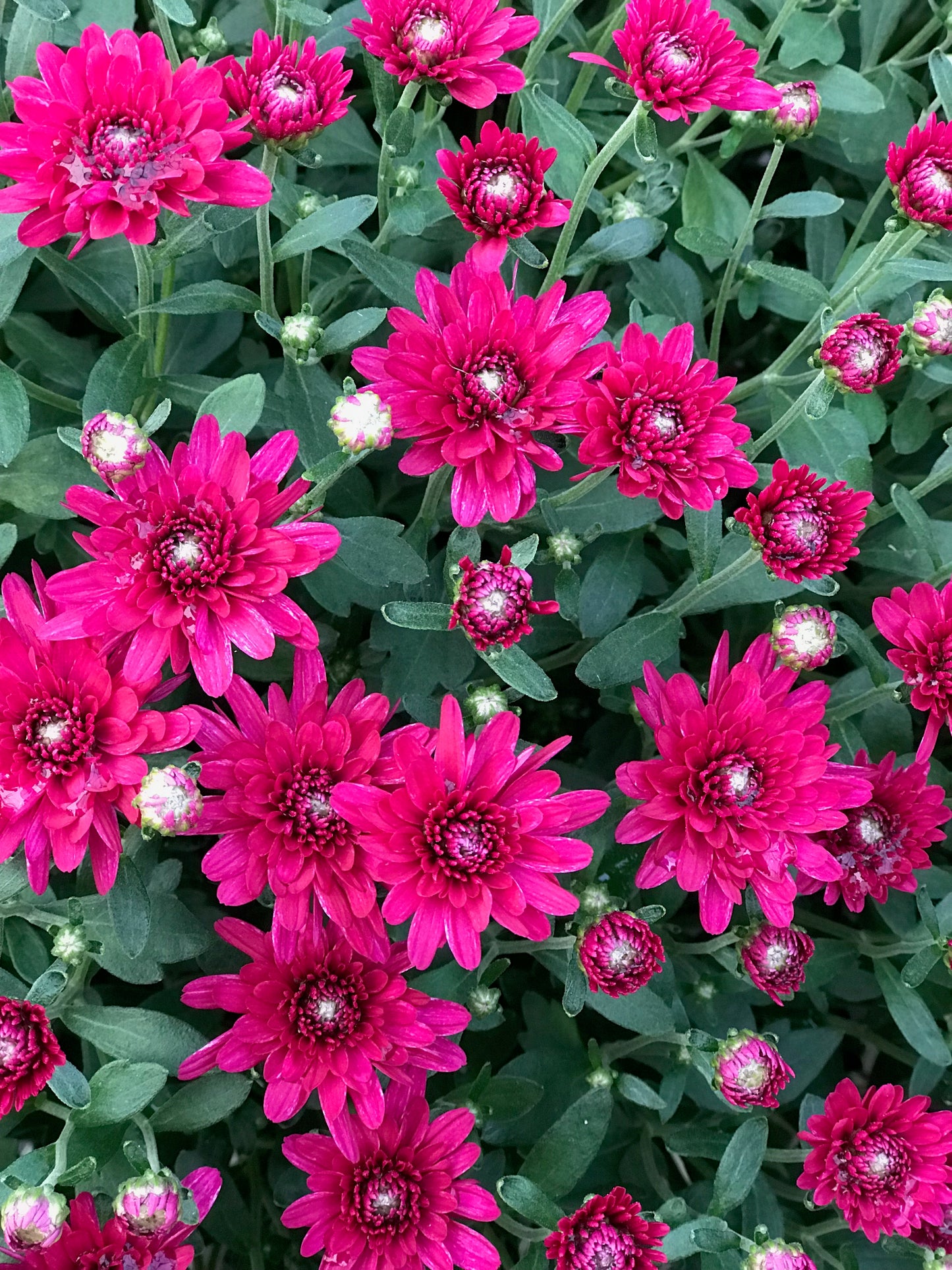 GARDEN MUMS WANDA PURPLE - 12'' POT