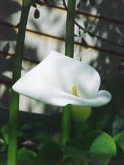 Zantedeschia Aethiopica (Common Calla)