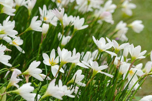 Zephyranthes Candida (White Rain Lily)
