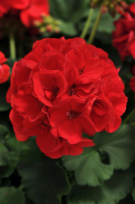 GERANIUM DYNAMO RED