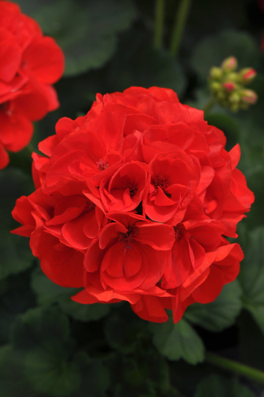 GERANIUM DYNAMO SCARLET