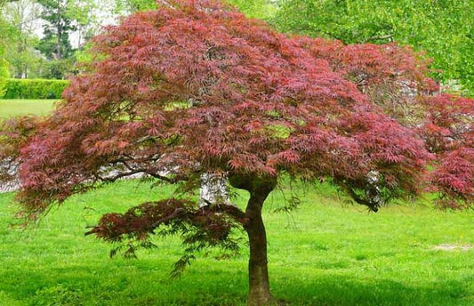 Acer palmatum var. dissectum 'Garnet'