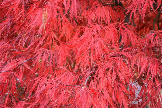 Acer palmatum dissectum 'Crimson Queen'