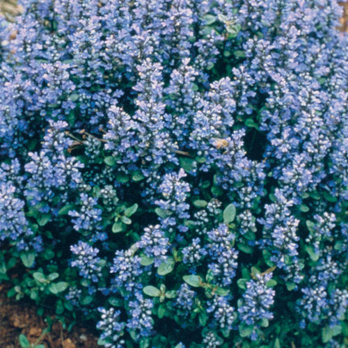 Ajuga 'Chocolate Chip'