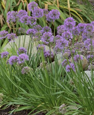 Allium 'Millenium'