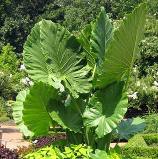 ALOCASIA 'CALIDORA'