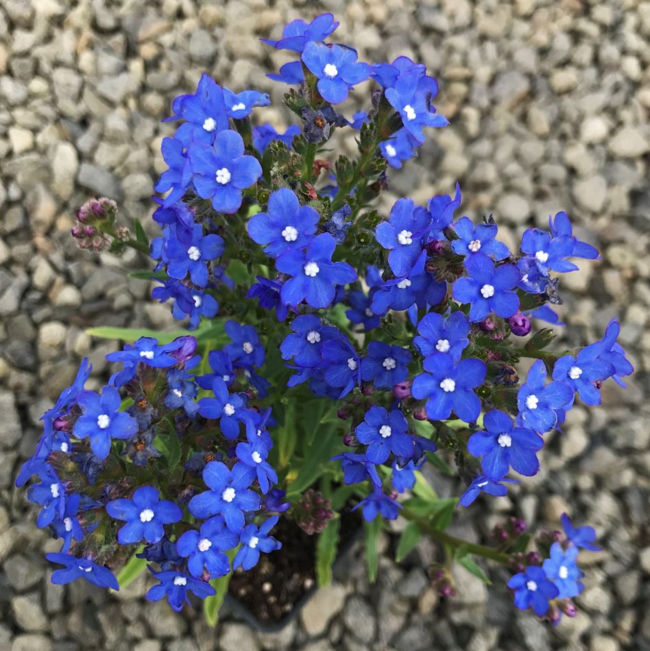 ANCHUSA BLUE ANGEL FORGET-ME-NOT