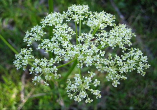 Anemopsis Californica (Bare Root)