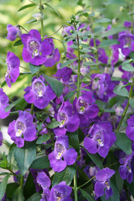 ANGELONIA ANGELFACE BLUE