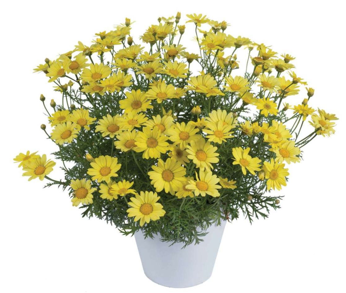 DAISY SUNNY SPRING - 4" POT