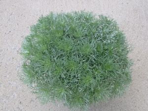 Artemisia 'Silvermound'