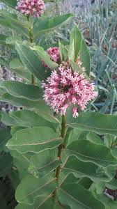 Asclepias syriaca