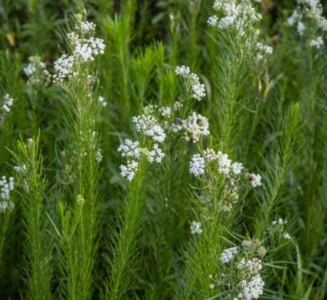 Asclepias verticilata