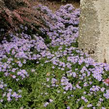 Aster 'Wood's Light Blue' (AA)