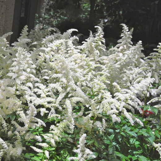 Astilbe 'Bridal Veil'