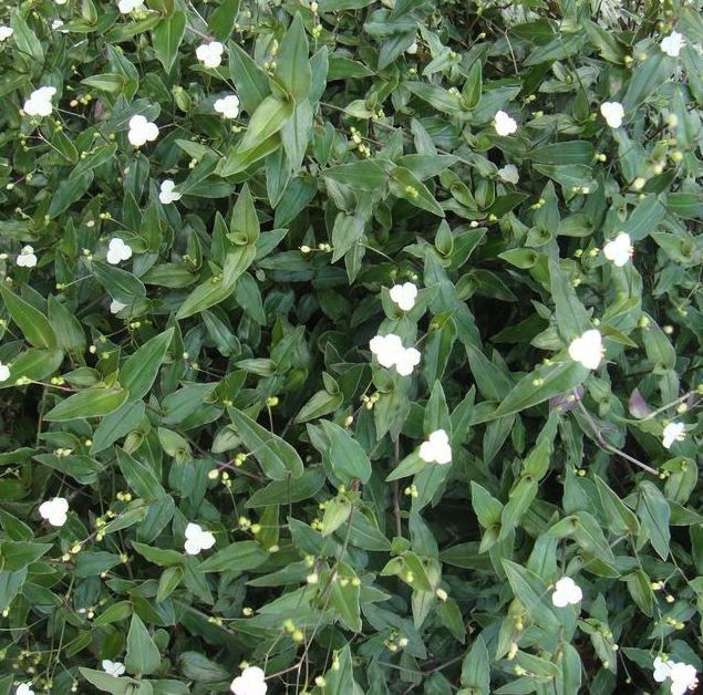 TRADESCANTIA MULTIFLORA BRIDAL VEIL