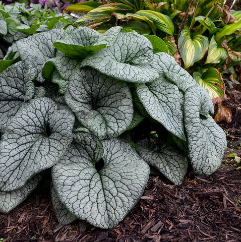 Brunnera 'Queen of Hearts'