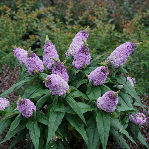 Buddleia Pugster® 'Amethyst' (PW)