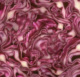 CABBAGE RUBY PERFECTION