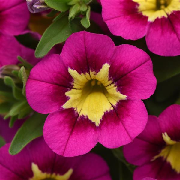 CALIBRACHOA BUMBLE BEE HOT PINK