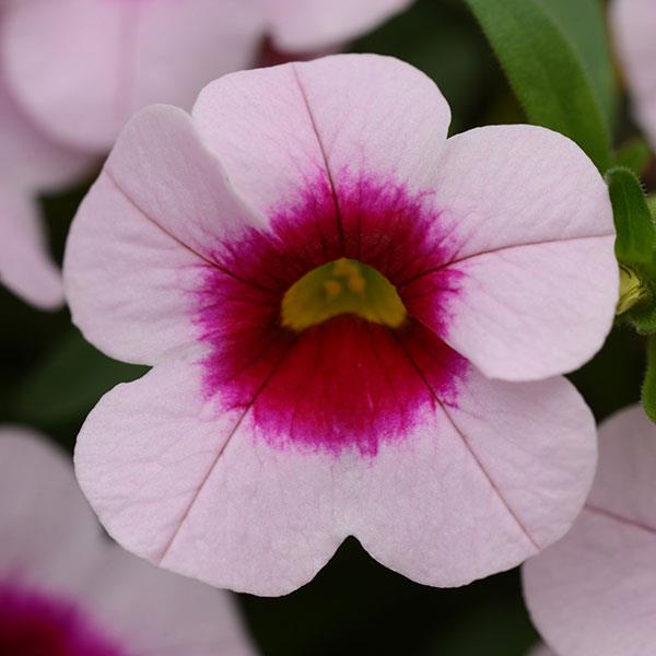 CALIBRACHOA CABARET LIGHT PINK KISS