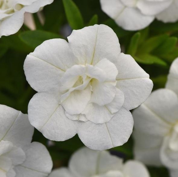 CALIBRACHOA MINIFAMOUS DOUBLE WHITE - 4" POT