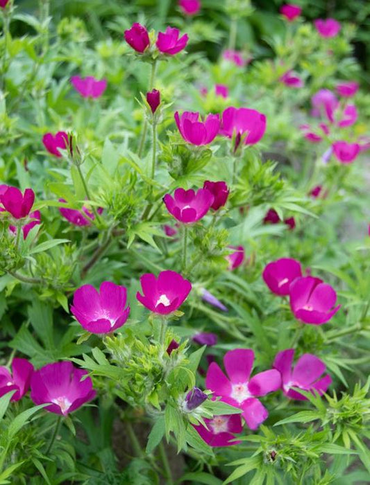 CALLIRHOE INVOLUCRATA