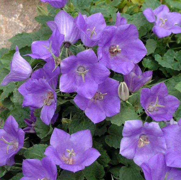 CAMPANULA CLIPS DEEP BLUE