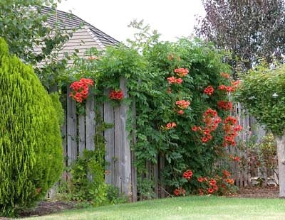 Campsis radicans