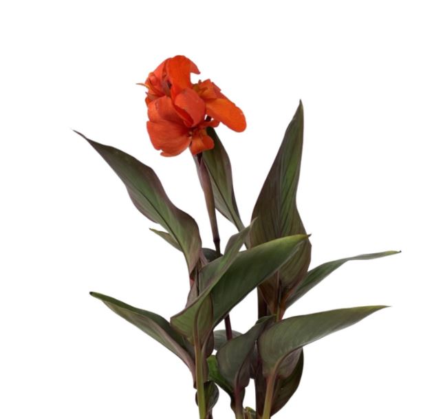 CANNA CANNOVA BRONZE ORANGE