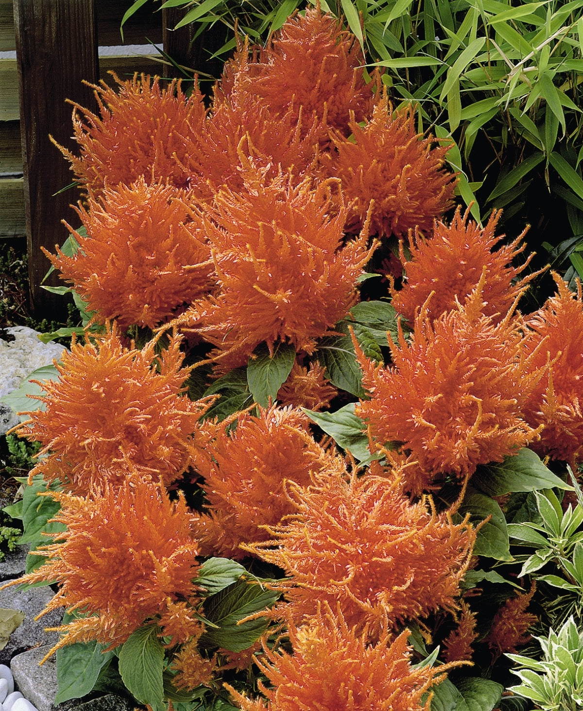 CELOSIA FRESH LOOK ORANGE