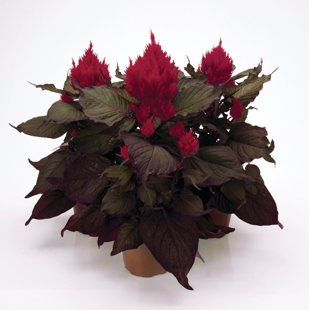 CELOSIA SMART LOOK RED