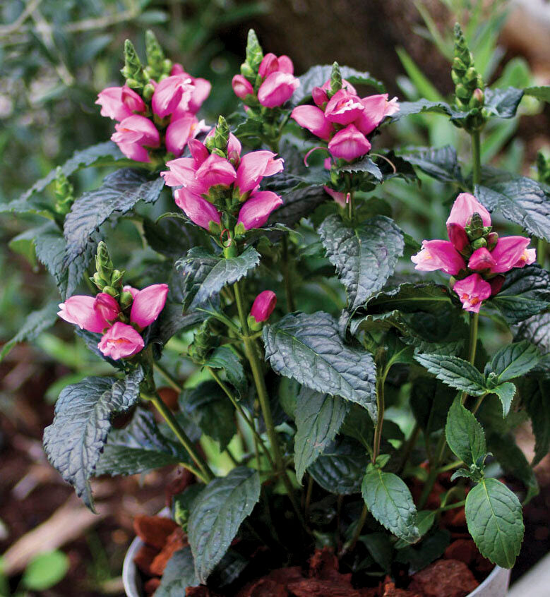 Chelone 'Tiny Tortuga'