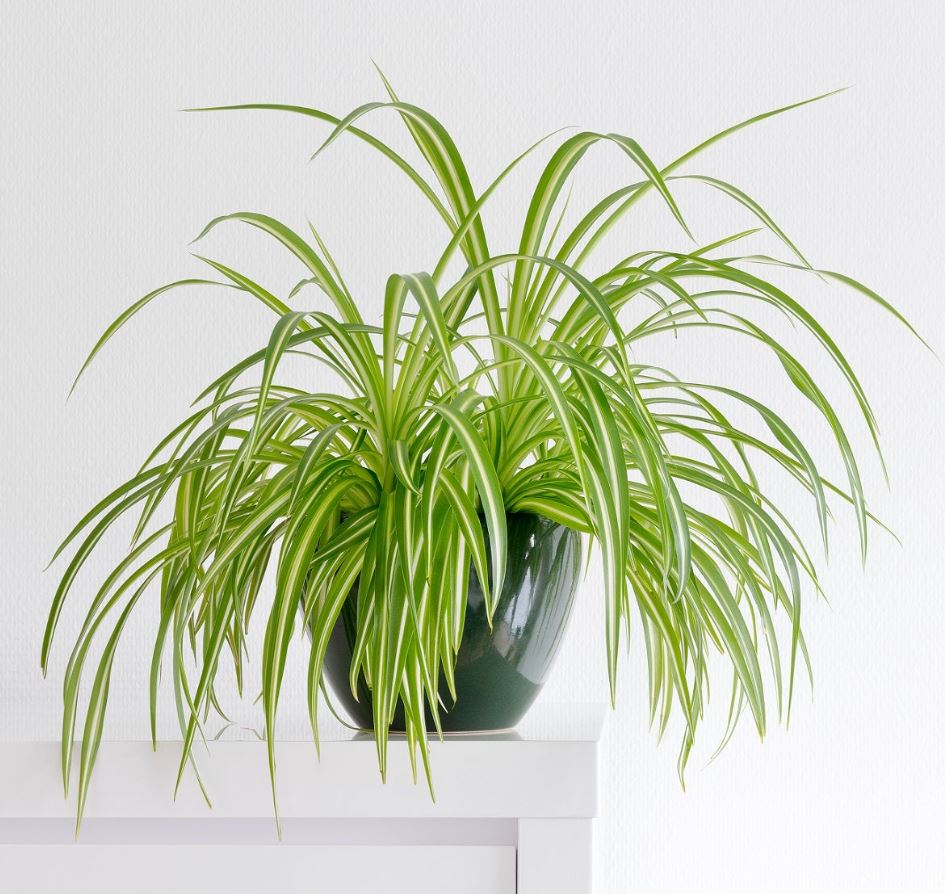 CHLOROPHYTUM SPIDER PLANT