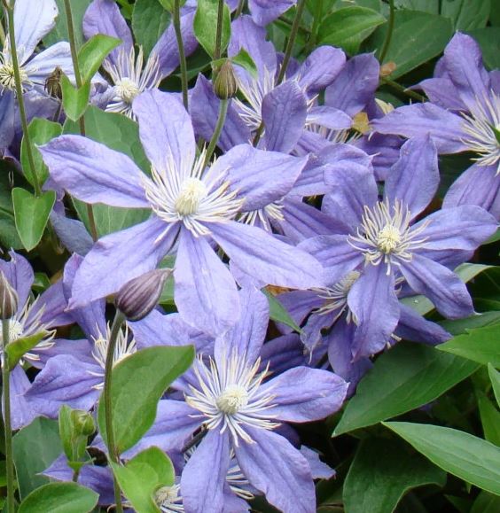 Clematis 'Arabella'