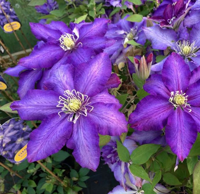 Clematis 'Daniel Deronda'