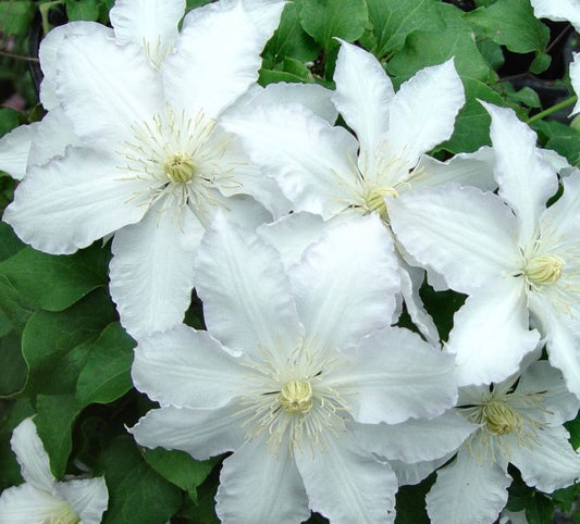 Clematis 'Gillian Blades'