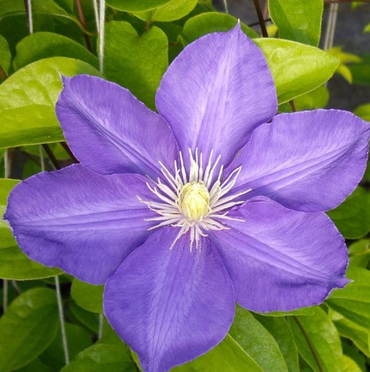 Clematis  'H.F. Young'