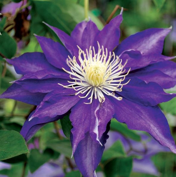 Clematis 'Haku Ookan'