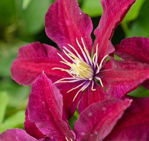 Clematis 'Niobe'