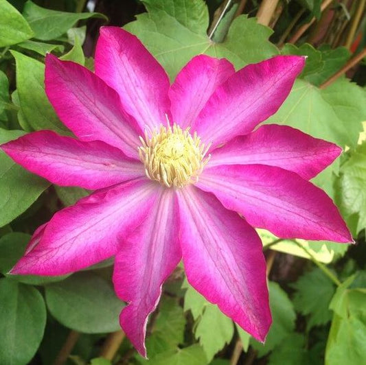 Clematis  'Pink Champagne'