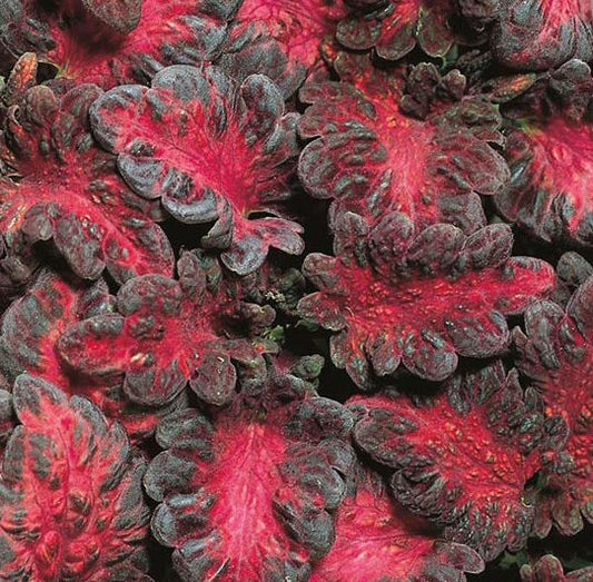 COLEUS BLACK DRAGON