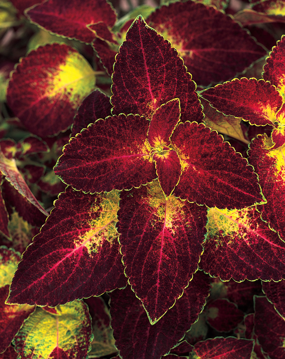 COLEUS DIPT IN WINE