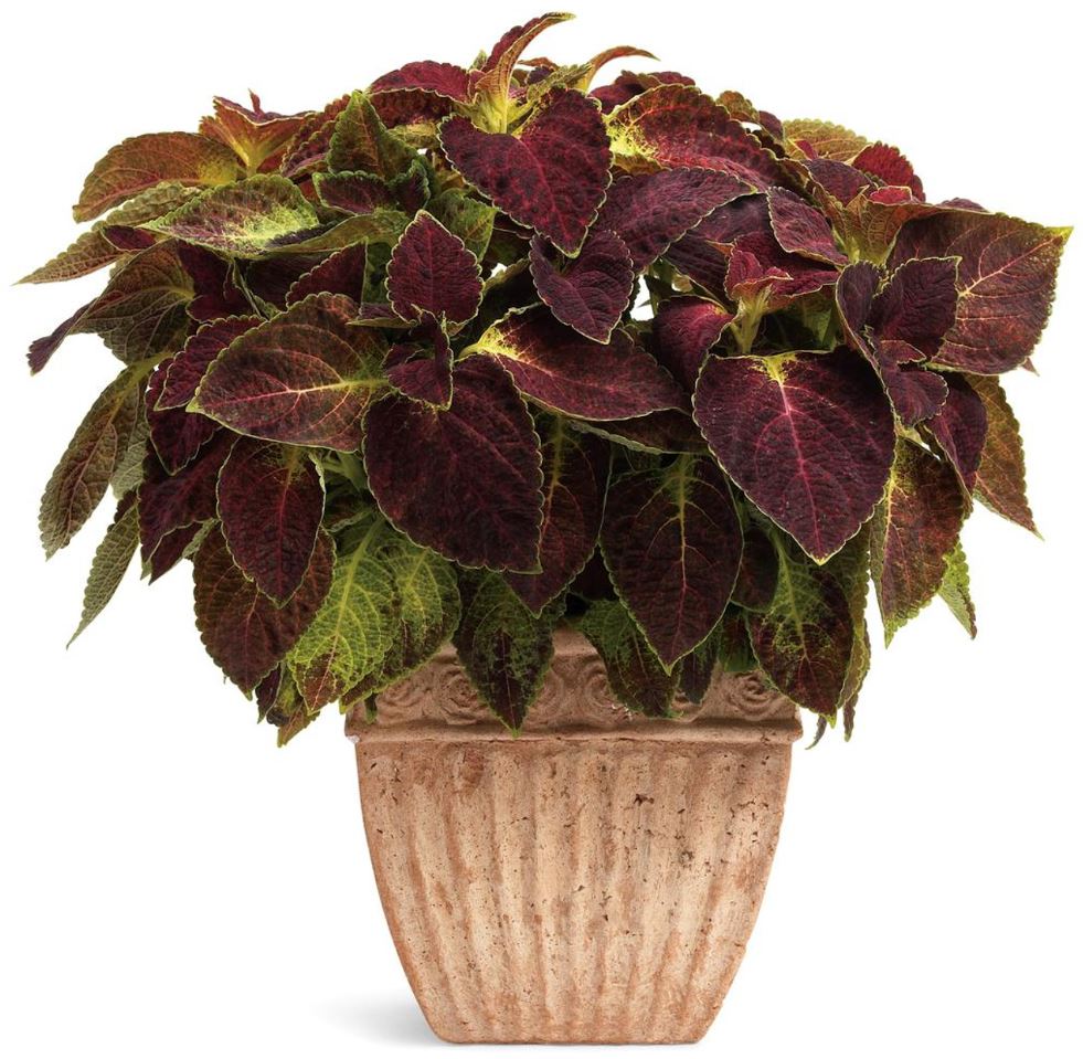 COLEUS DIPT IN WINE