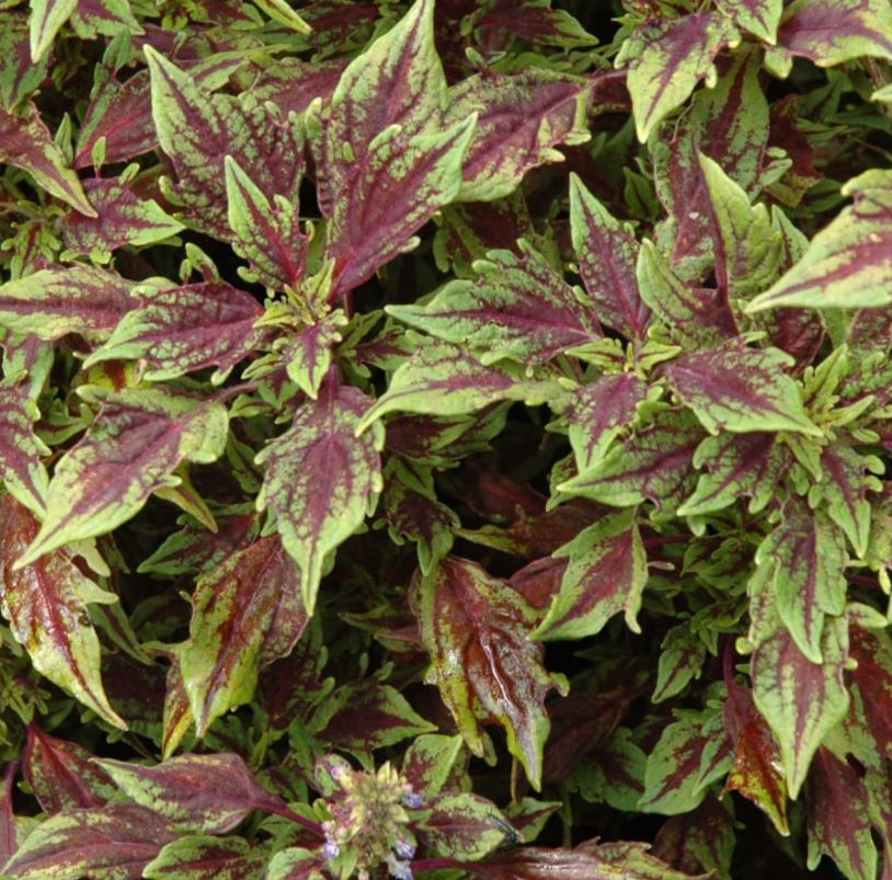 COLEUS FLAME THROWER CHILI PEPPER