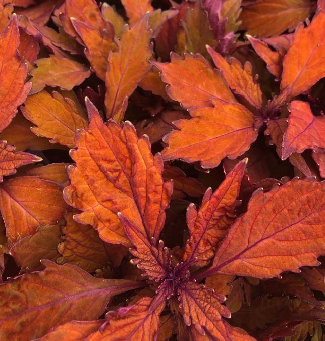 COLEUS FLAME THROWER HABANERO