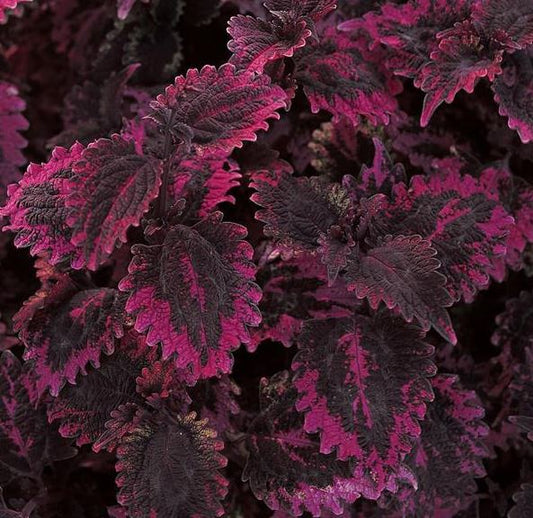 COLEUS FLORIDA SUN ROSE